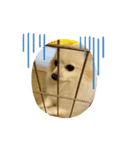 ポメわんこ（個別スタンプ：4）