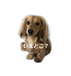 うにしゃんです。（個別スタンプ：1）