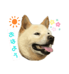 柴犬ヨンの4ヵ国語スタンプ（個別スタンプ：1）