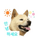 柴犬ヨンの4ヵ国語スタンプ（個別スタンプ：2）