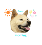 柴犬ヨンの4ヵ国語スタンプ（個別スタンプ：3）