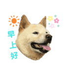 柴犬ヨンの4ヵ国語スタンプ（個別スタンプ：4）