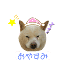 柴犬ヨンの4ヵ国語スタンプ（個別スタンプ：5）