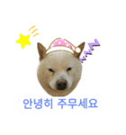 柴犬ヨンの4ヵ国語スタンプ（個別スタンプ：6）