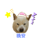柴犬ヨンの4ヵ国語スタンプ（個別スタンプ：8）