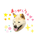 柴犬ヨンの4ヵ国語スタンプ（個別スタンプ：9）