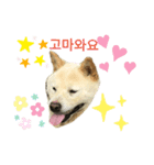 柴犬ヨンの4ヵ国語スタンプ（個別スタンプ：10）