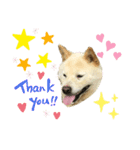 柴犬ヨンの4ヵ国語スタンプ（個別スタンプ：11）