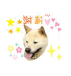 柴犬ヨンの4ヵ国語スタンプ（個別スタンプ：12）