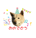柴犬ヨンの4ヵ国語スタンプ（個別スタンプ：13）