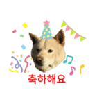 柴犬ヨンの4ヵ国語スタンプ（個別スタンプ：14）