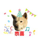 柴犬ヨンの4ヵ国語スタンプ（個別スタンプ：16）