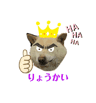 柴犬ヨンの4ヵ国語スタンプ（個別スタンプ：17）
