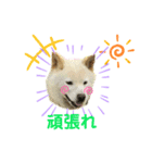 柴犬ヨンの4ヵ国語スタンプ（個別スタンプ：21）
