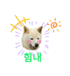 柴犬ヨンの4ヵ国語スタンプ（個別スタンプ：22）