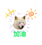 柴犬ヨンの4ヵ国語スタンプ（個別スタンプ：24）