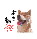 ふわりといくらの日常（個別スタンプ：1）