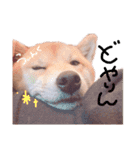 ふわりといくらの日常（個別スタンプ：3）