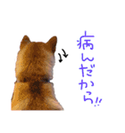 ふわりといくらの日常（個別スタンプ：5）