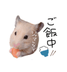 ふわりといくらの日常（個別スタンプ：6）
