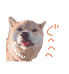 ふわりといくらの日常（個別スタンプ：8）