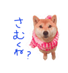 ふわりといくらの日常（個別スタンプ：9）