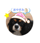 キャバリアのトライカラーのセシル君（個別スタンプ：2）