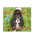 キャバリアのトライカラーのセシル君（個別スタンプ：5）