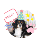 キャバリアのトライカラーのセシル君（個別スタンプ：8）
