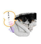 キャバリアのトライカラーのセシル君（個別スタンプ：14）