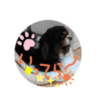 キャバリアのトライカラーのセシル君（個別スタンプ：21）