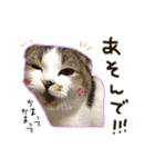 ちびとみにの仲良しスタンプ その1（個別スタンプ：11）