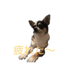 茂雄さん（個別スタンプ：1）