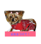 毎日スタンプ。ヨーキーはるのスタンプ（個別スタンプ：9）