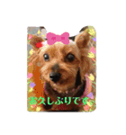 毎日スタンプ。ヨーキーはるのスタンプ（個別スタンプ：10）