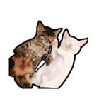 my nyaaans！（個別スタンプ：1）