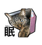 my nyaaans！（個別スタンプ：17）