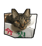 my nyaaans！（個別スタンプ：19）