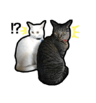 my nyaaans！（個別スタンプ：21）