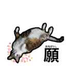 my nyaaans！（個別スタンプ：29）