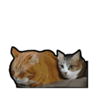 my nyaaans！（個別スタンプ：31）
