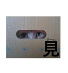 my nyaaans！（個別スタンプ：40）