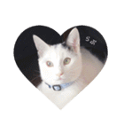 cat3+cat7（個別スタンプ：1）