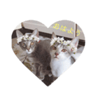 cat3+cat7（個別スタンプ：8）
