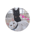 cat3+cat7（個別スタンプ：9）