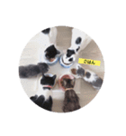 cat3+cat7（個別スタンプ：11）