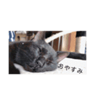 cat3+cat7（個別スタンプ：14）