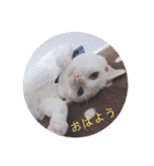 cat3+cat7（個別スタンプ：15）