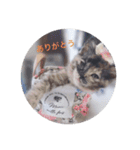 cat3+cat7（個別スタンプ：17）