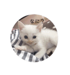 cat3+cat7（個別スタンプ：18）